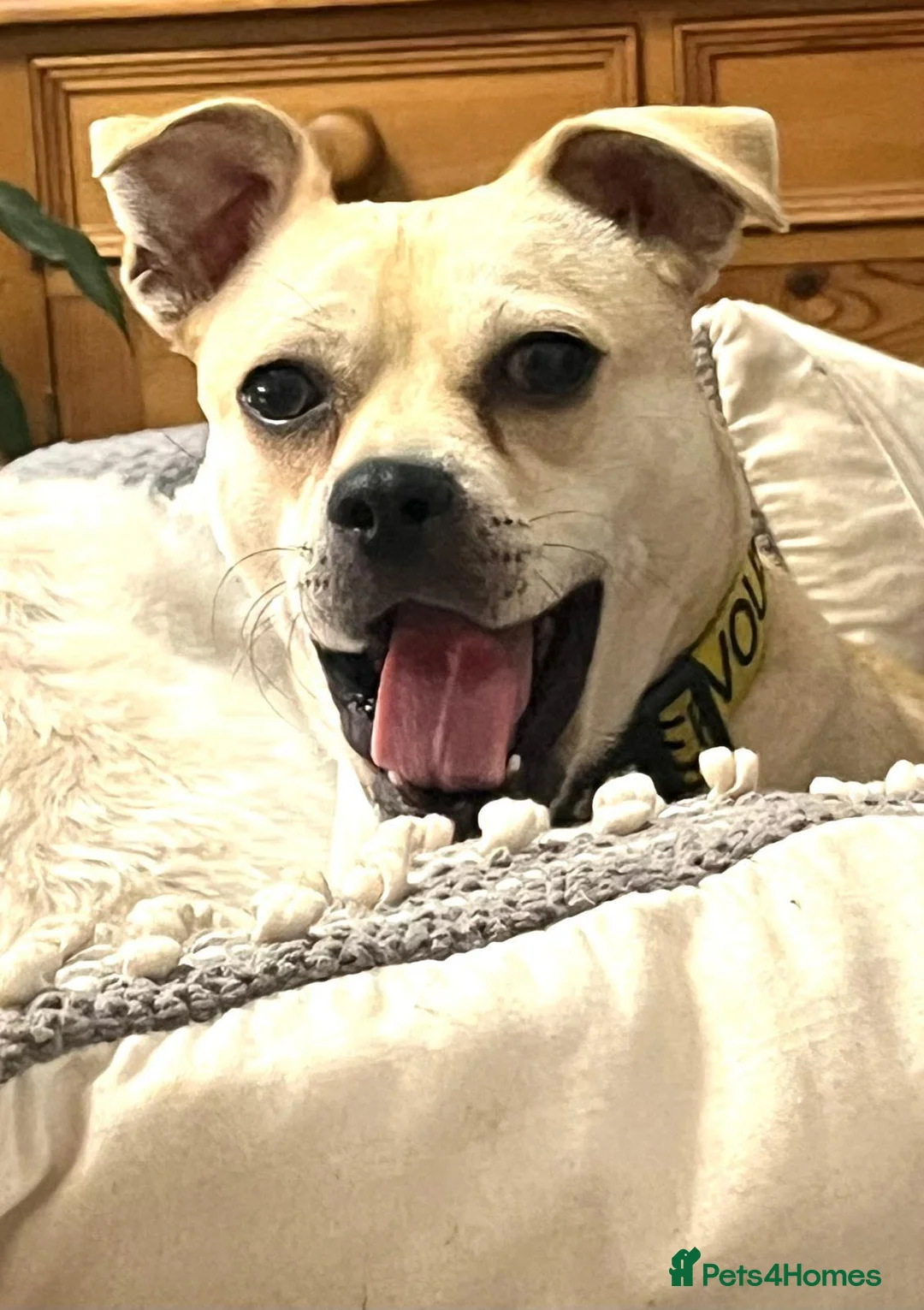 Mixed Breed dogs for adoption: Cute Jamala needs a new home! - Advert 2