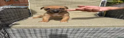Lurcher dogs for sale: Fabulous lurcher pups  - Advert 6