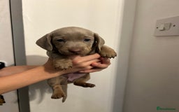 Dachshund dogs for sale: 5 stunning Dachshund puppies - Image 17