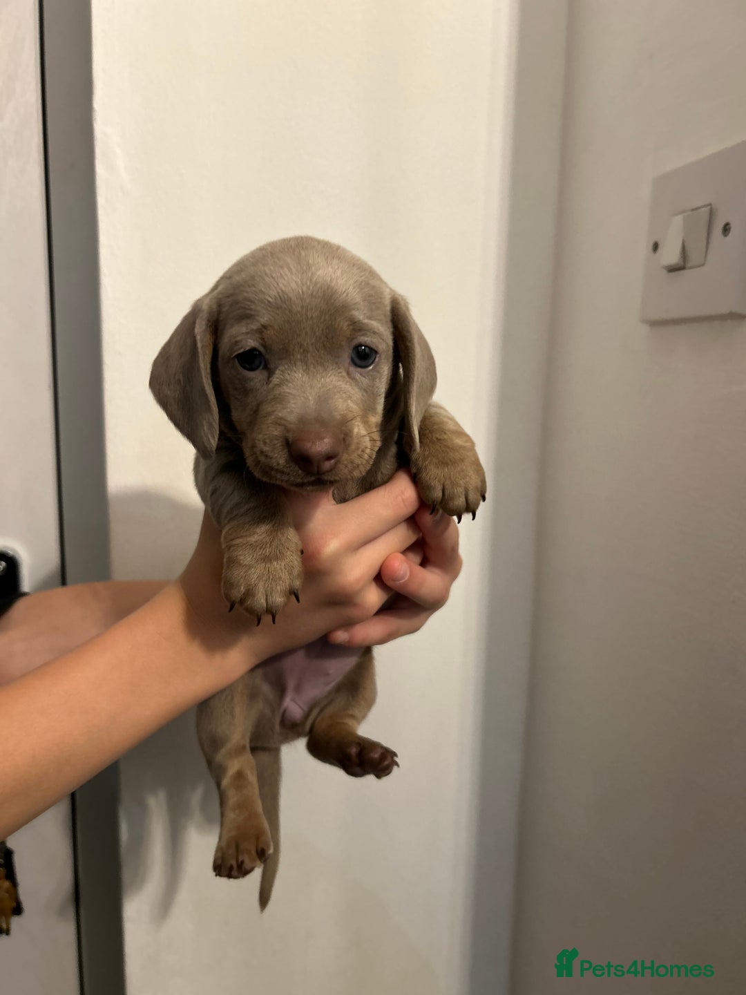 Dachshund dogs for sale: 5 stunning Dachshund puppies - Image 17