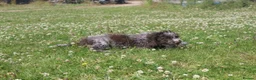 Lagotto Romagnolo dogs for sale: Kc lagotto romagnolo puppies - Advert 6