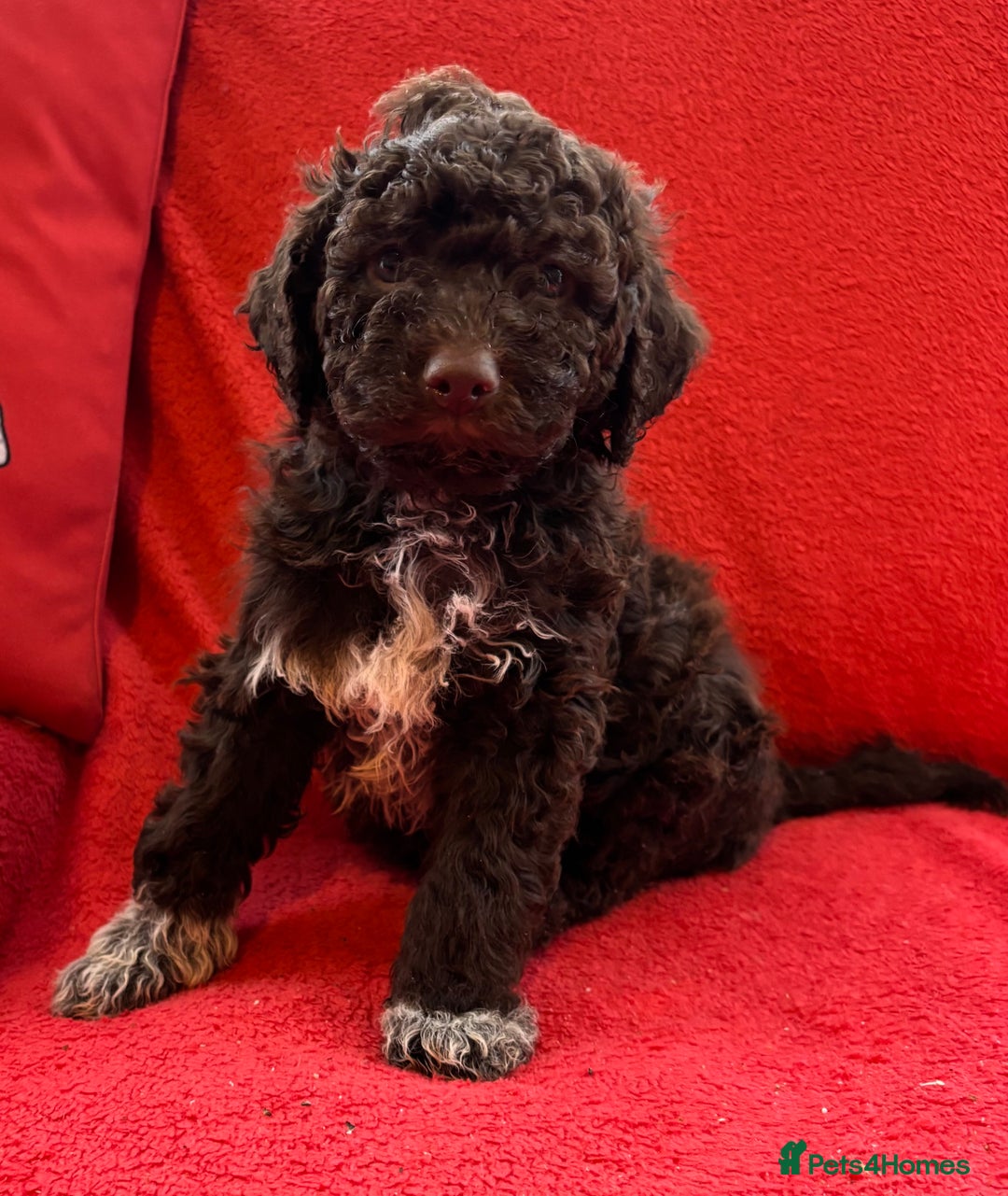 Lagotto Romagnolo dogs for sale: KC Registered Lagotto Puppies (⭐️⭐️⭐️⭐️⭐️ Breeder) - Advert 12