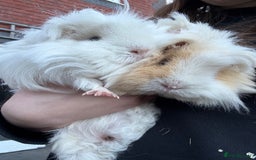 Guinea Pig rodents for sale: 2 female guinea pigs for sale  - Image 4