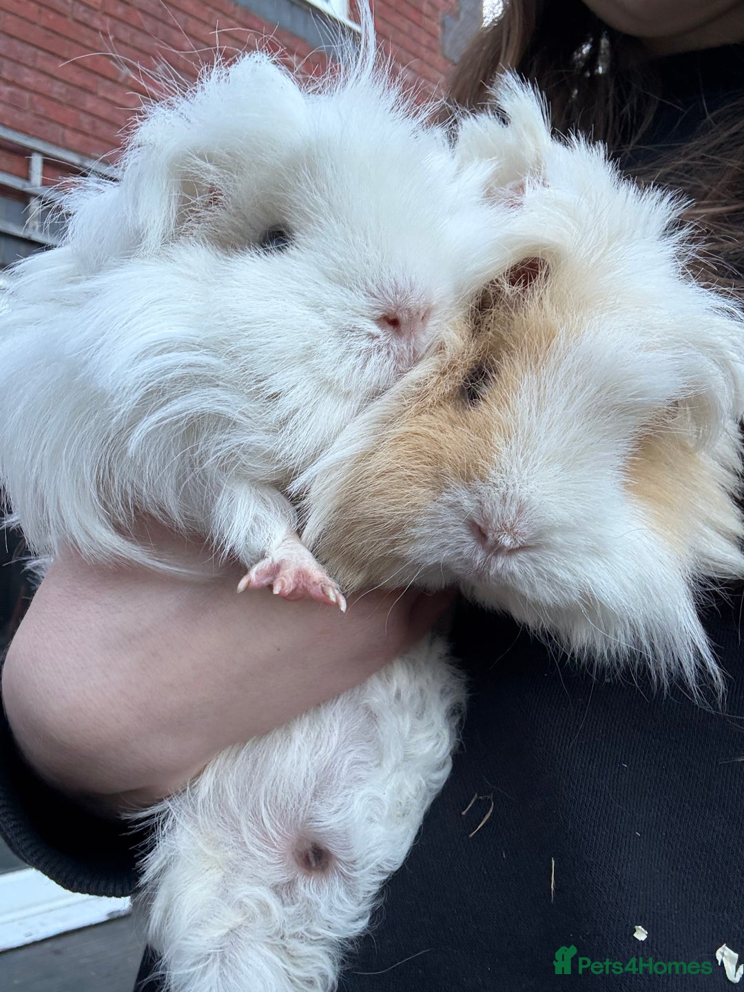 Guinea Pig rodents for sale: 2 female guinea pigs for sale  - Image 4
