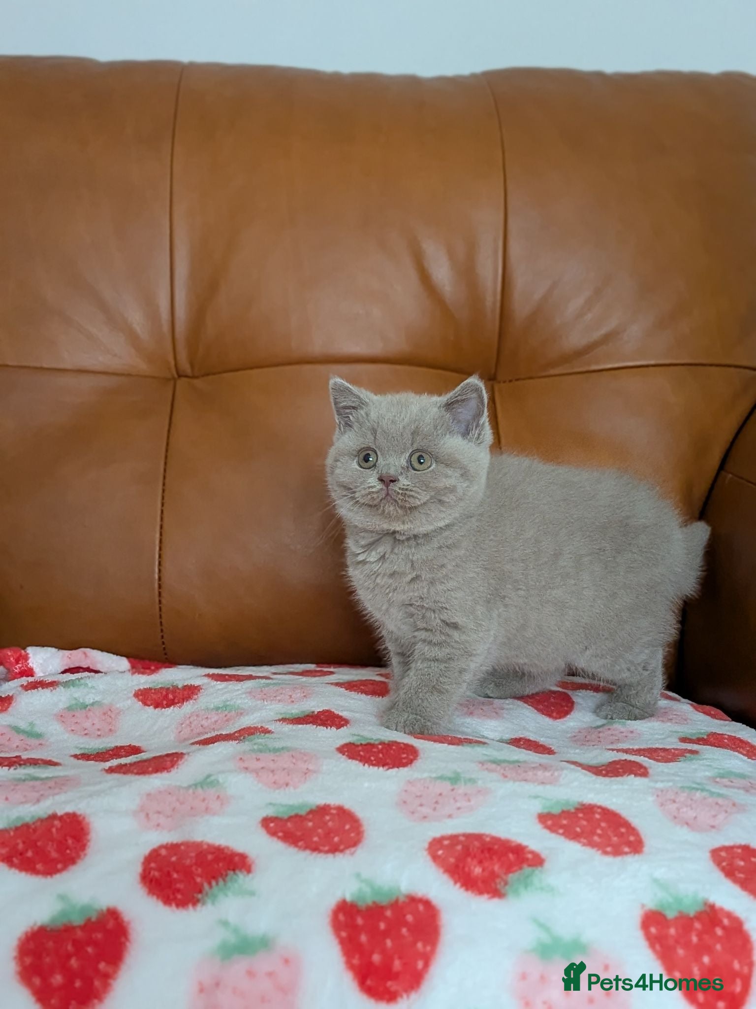 British Shorthair cats GCCF registered Kittens champion bred - Advert 1