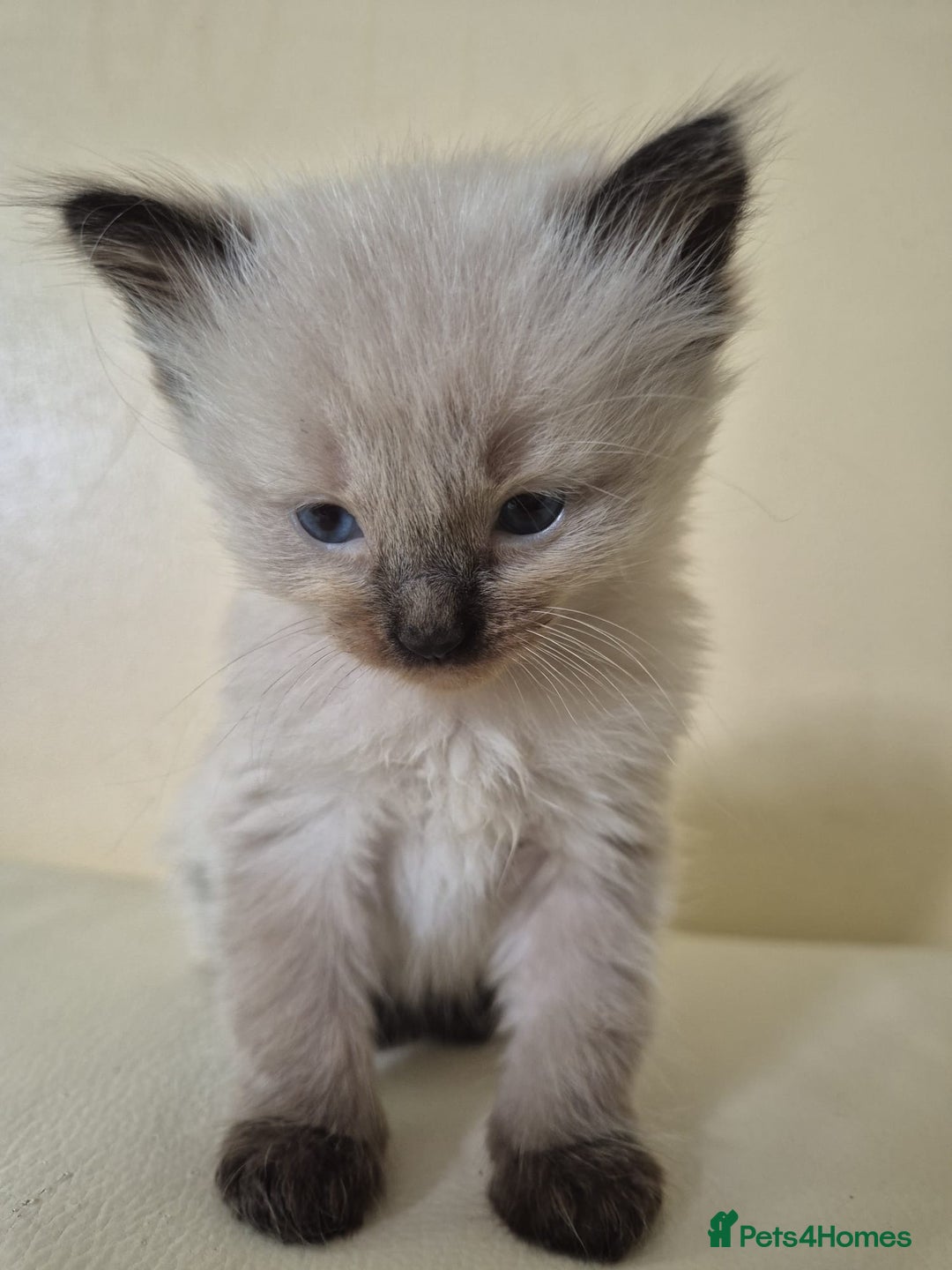 Siamese cats for sale: Adorable Siamese Kittens Looking for Loving Homes - Image 10
