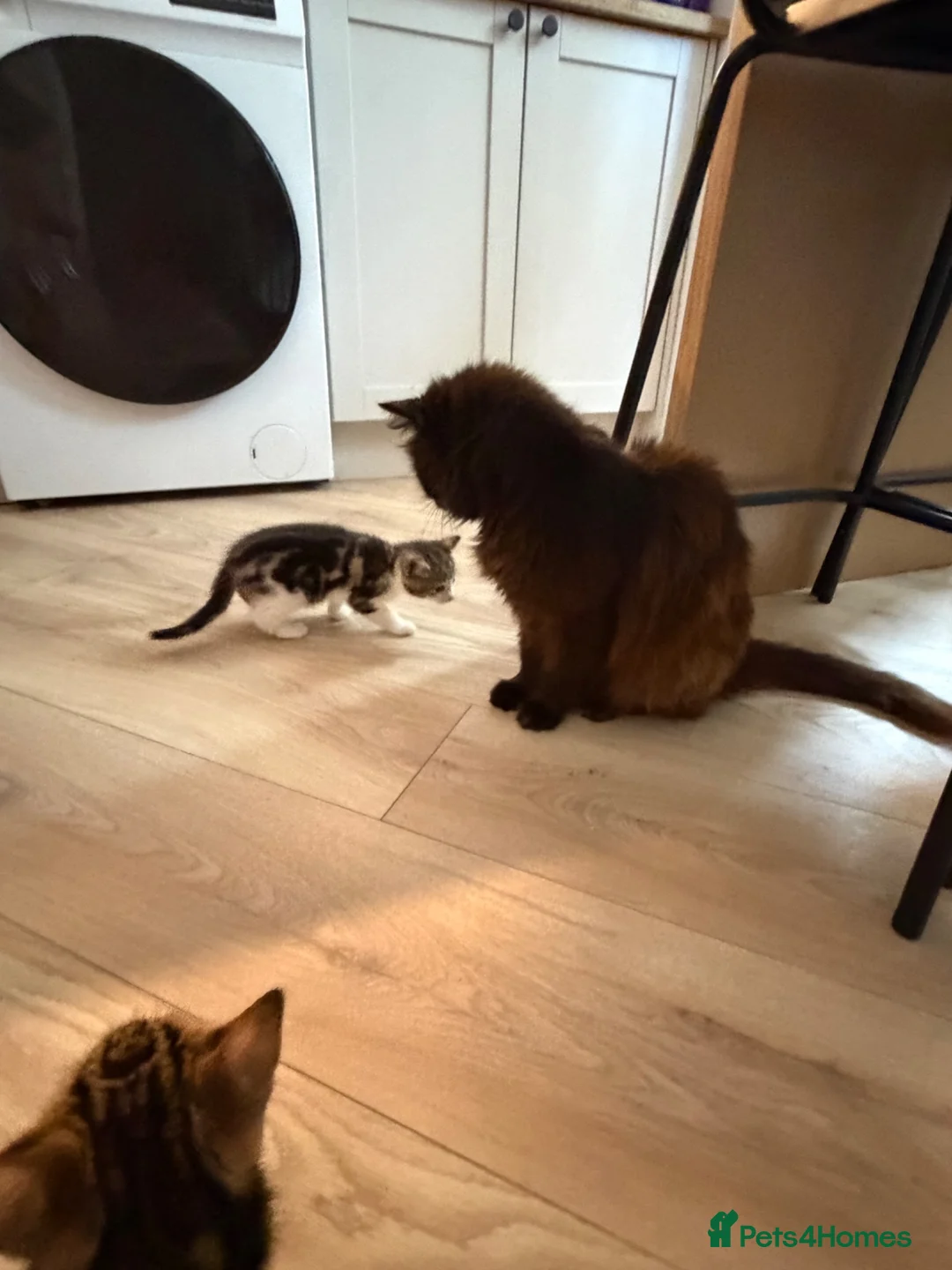 Mixed Breed cats for sale: Three adorable kittens  - Advert 7