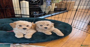 Poochon dogs - Advert 6