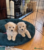 Poochon dogs - Advert 7