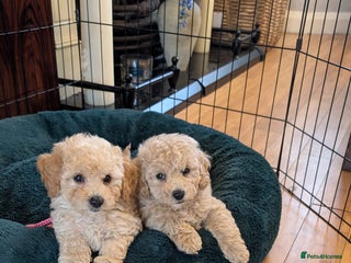 Poochon dogs - Advert 2