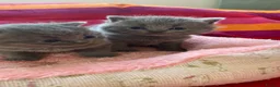 British Shorthair cats for sale: British Shorthair kittens to sell - Advert 19