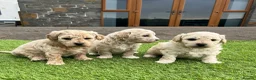 Poochon dogs for sale: Poochon Puppies F1  in Kidwelly - Advert 5