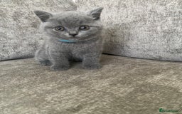 British Shorthair cats for sale: Gccf reg blue bsh kittens active - Image 13
