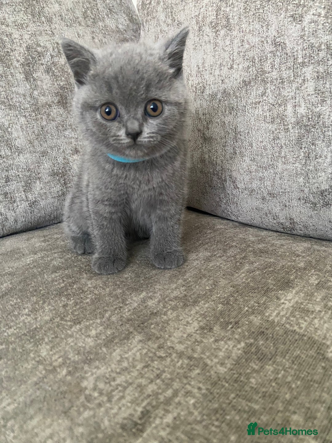 British Shorthair cats for sale: Gccf reg blue bsh kittens active - Image 13