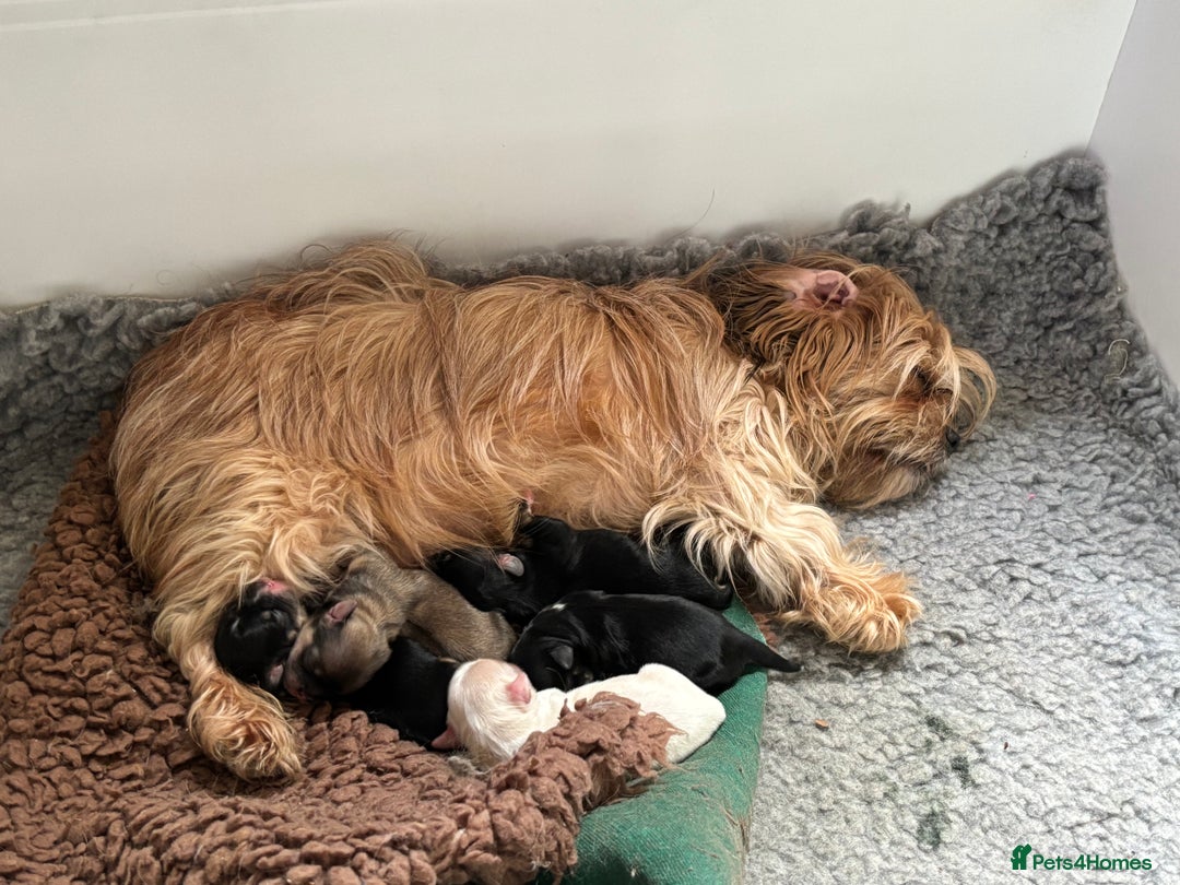 Mixed Breed dogs for sale: Fluffy Lhasa X Puppies – Family Raised! - Image 18