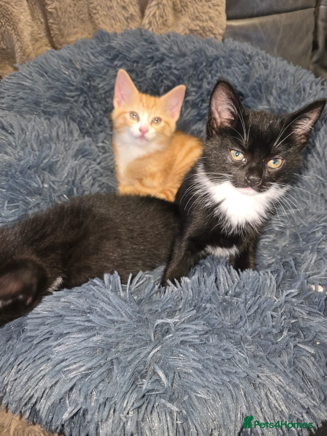 Mixed Breed cats for sale: Adorable Kittens (tri colour/ginger/tuxedo) Ready in Sheffield - Advert 17
