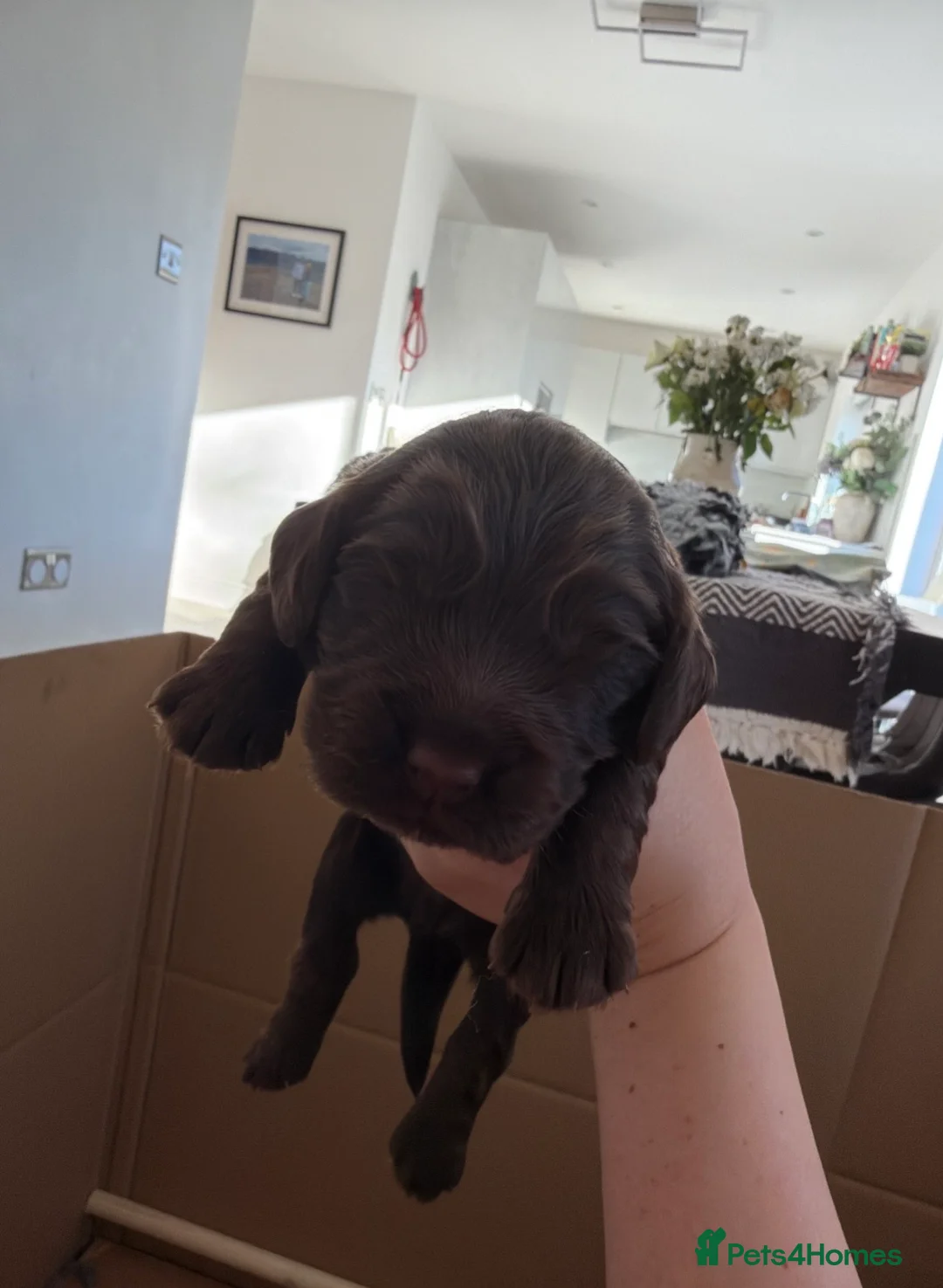 Cocker Spaniel dogs for sale: KC Reg Working Cocker Spaniel puppies in Workington - Advert 2