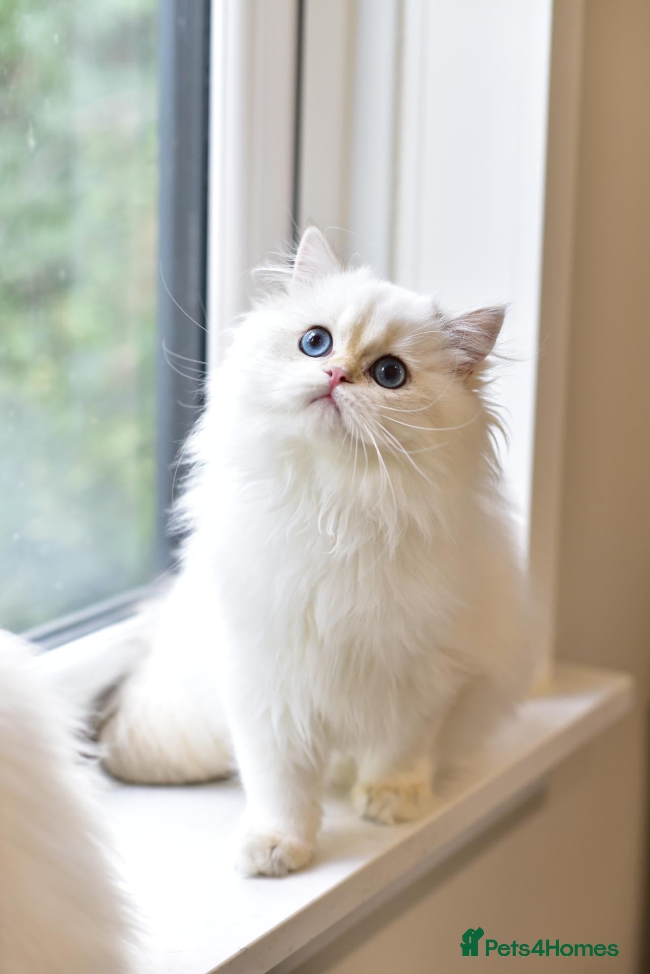 British Longhair cats for sale: TICA Pedigree Top Quality British Long Hair Kitten - Advert 2
