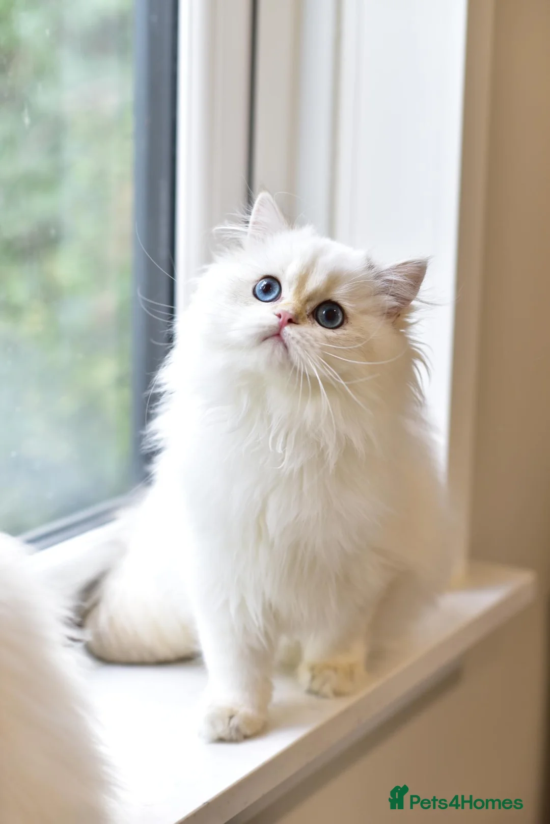 British Longhair cats for sale: TICA Pedigree Top Quality British Long Hair Kitten - Advert 2
