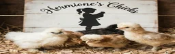 Chickens poultry for sale:  silkie chick's, polish chick's Available  - Advert 14