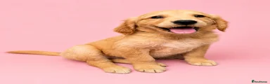 Golden Retriever 3