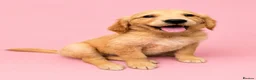 Golden Retriever dogs for sale: Golden retriever puppies💙💕 - Advert 1
