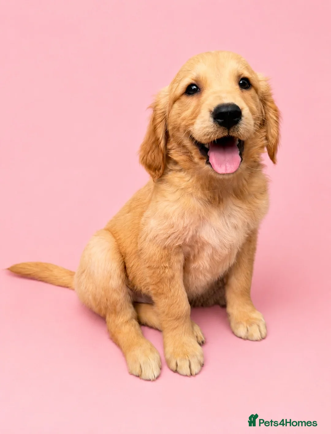 Golden Retriever dogs for sale: Golden retriever puppies💙💕 - Advert 1