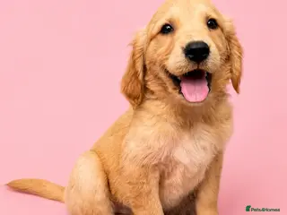 Golden Retriever dogs Girl left 💕 Golden retriever puppies - Advert 1