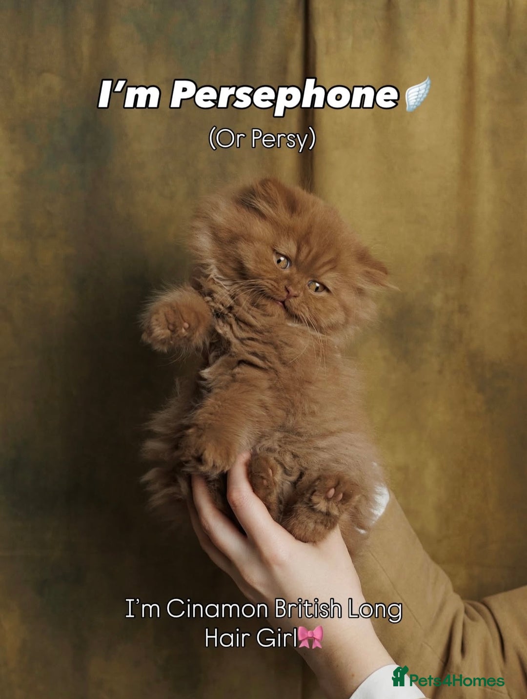 British Shorthair cats for sale: British Short and Long Hair  - Image 12