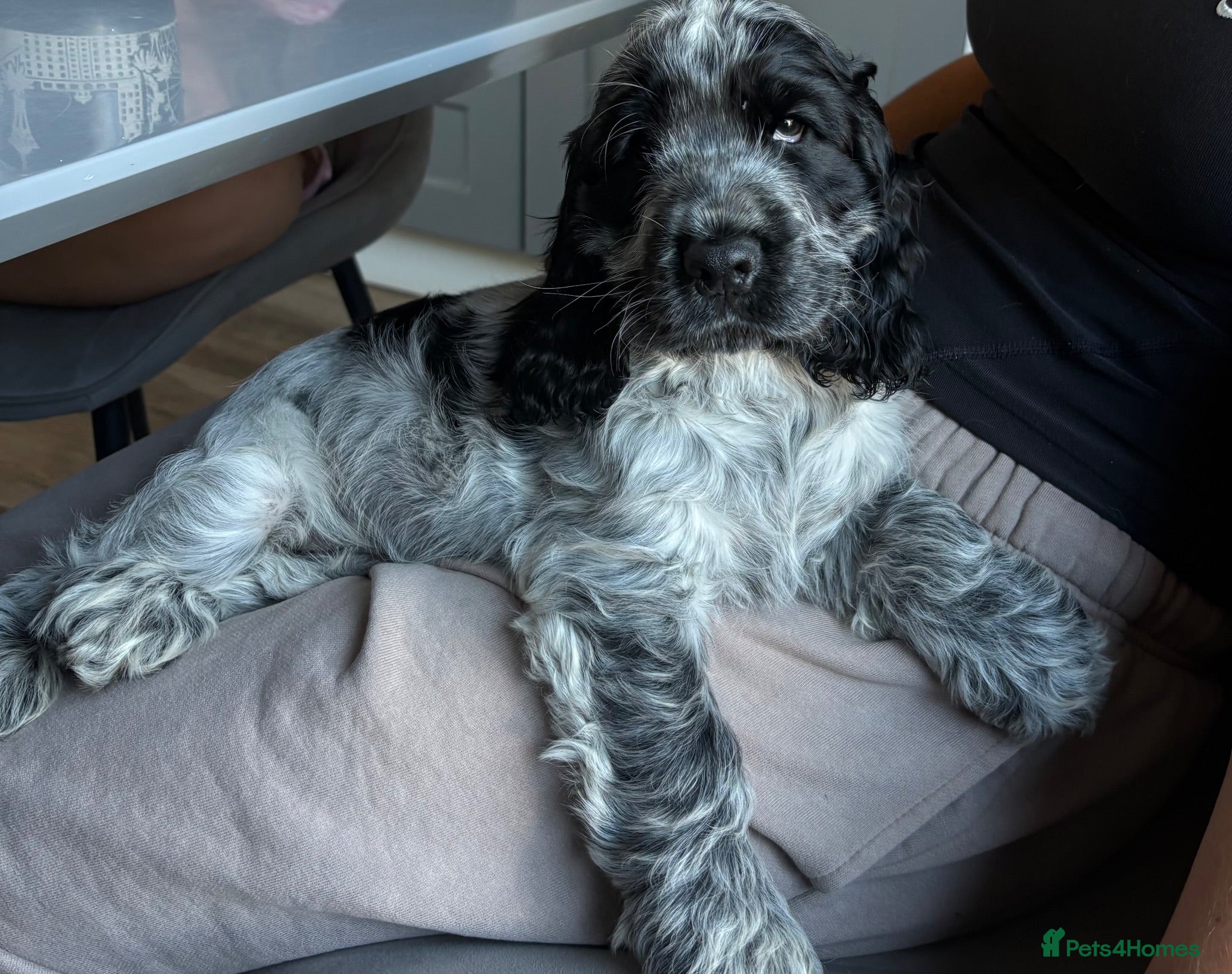 Cocker Spaniel dogs Show Type- One boy available now - Advert 5