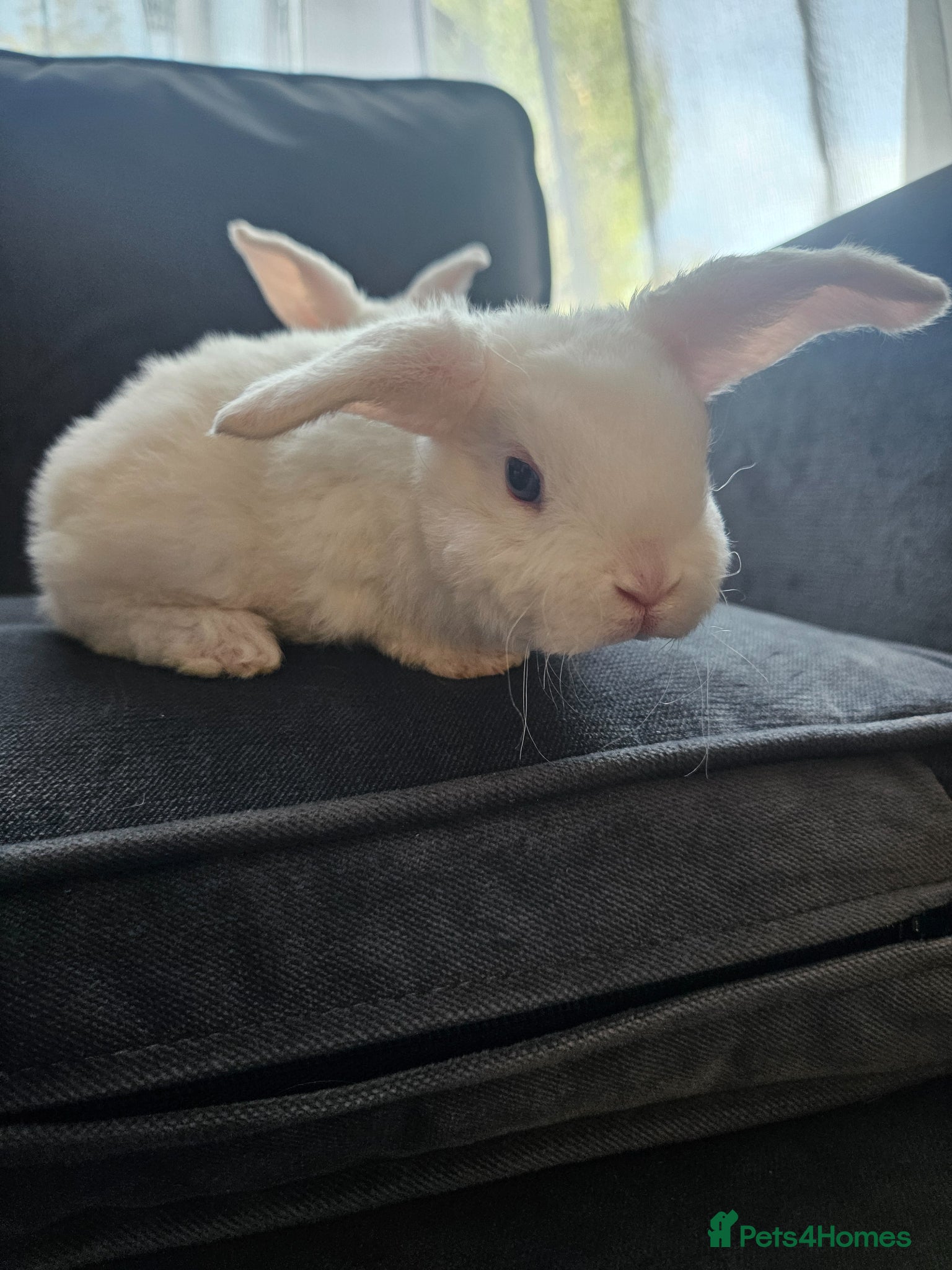 Mini Lop rabbits Mini Plush Lops - Suffolk - Advert 1