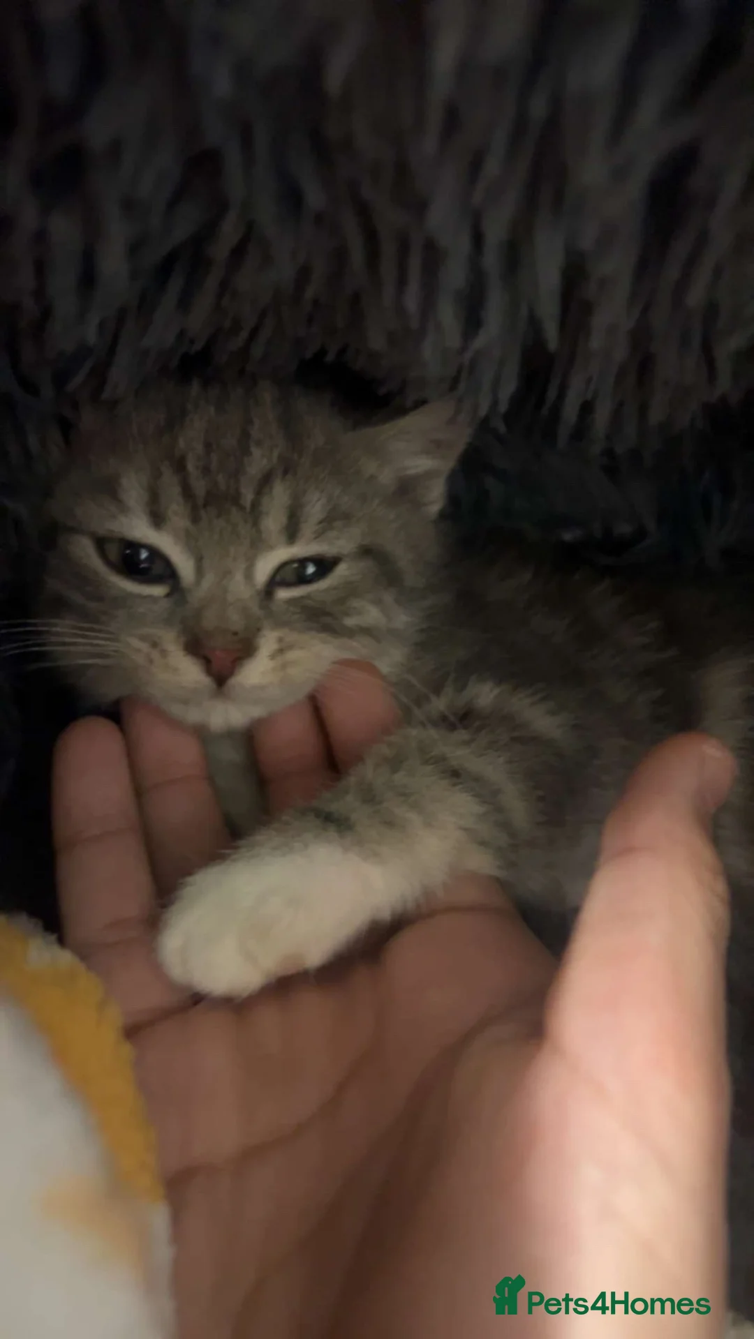 Mixed Breed cats for sale: silver kitten female  - Advert 2