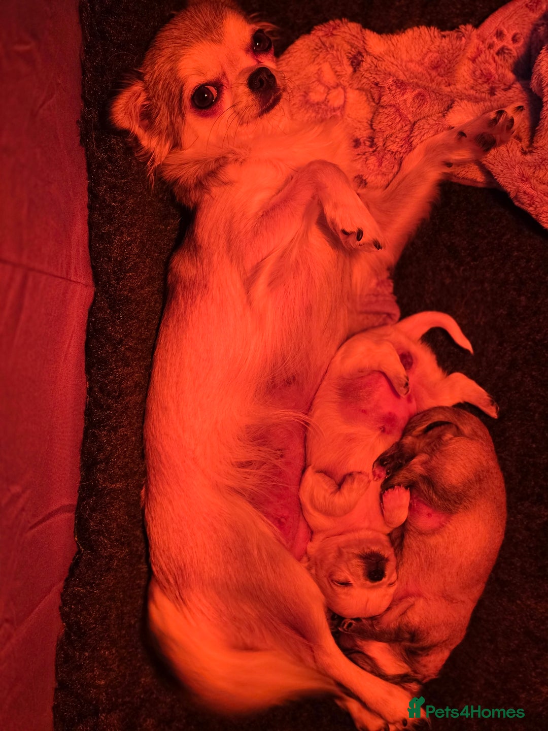 Chihuahua dogs for sale: Male Puppy Long haired Fawn and Sable Chihuahuas  - Advert 15