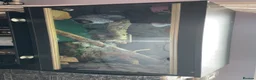 Gecko reptiles for sale: Leopard gecko name Georgia  - Advert 5