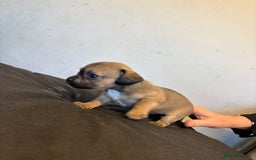 Mixed Breed dogs for sale: Dachshund cross Frenchbull dog (frenchbullwiner)p - Image 17