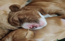 Cavapoo dogs for sale: Cavapoo - Image 5