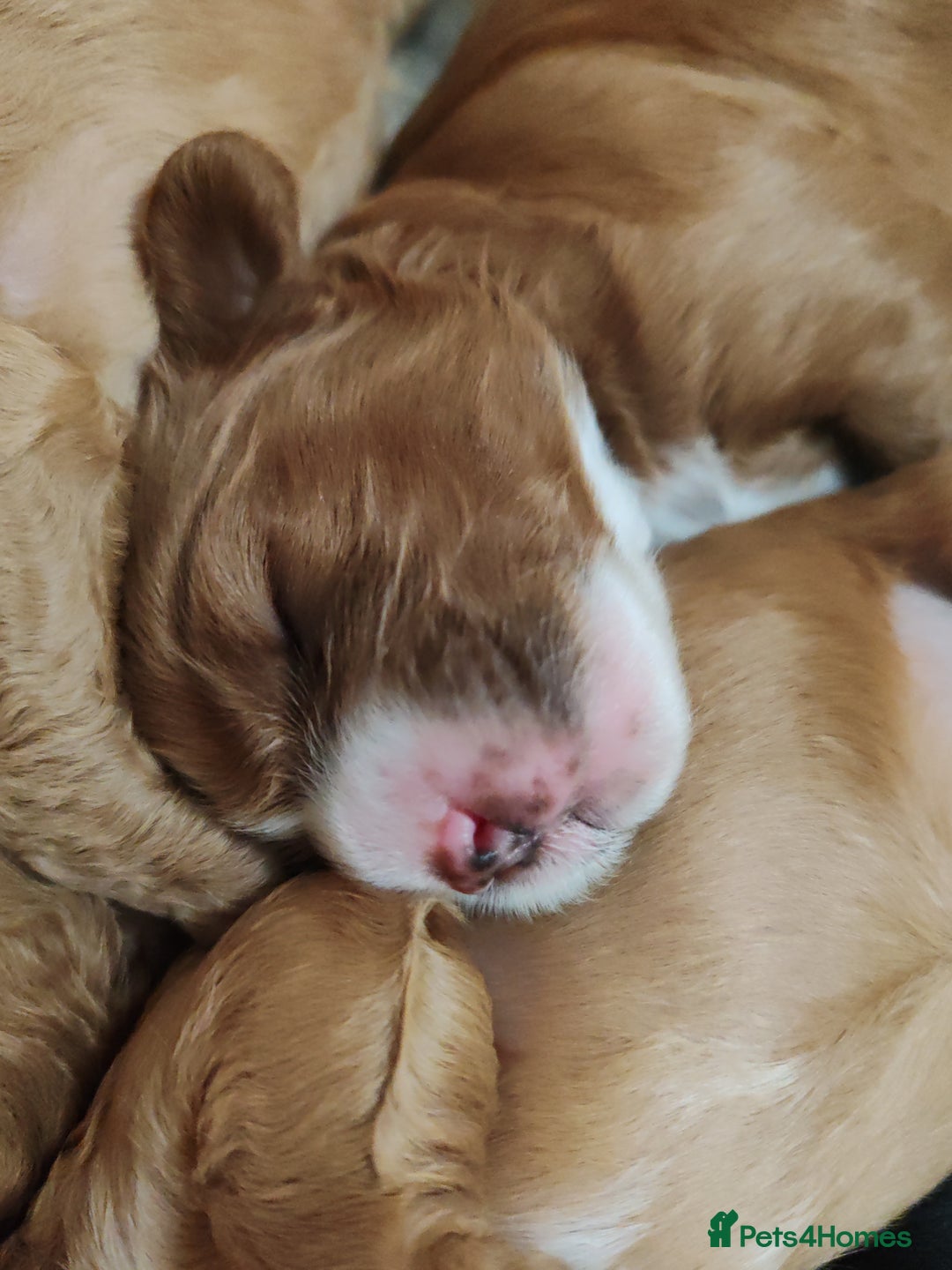 Cavapoo dogs for sale: Cavapoo - Image 5