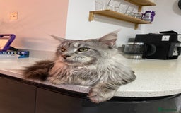Maine Coon cats for sale: Male Adult Maine Coon - Image 2