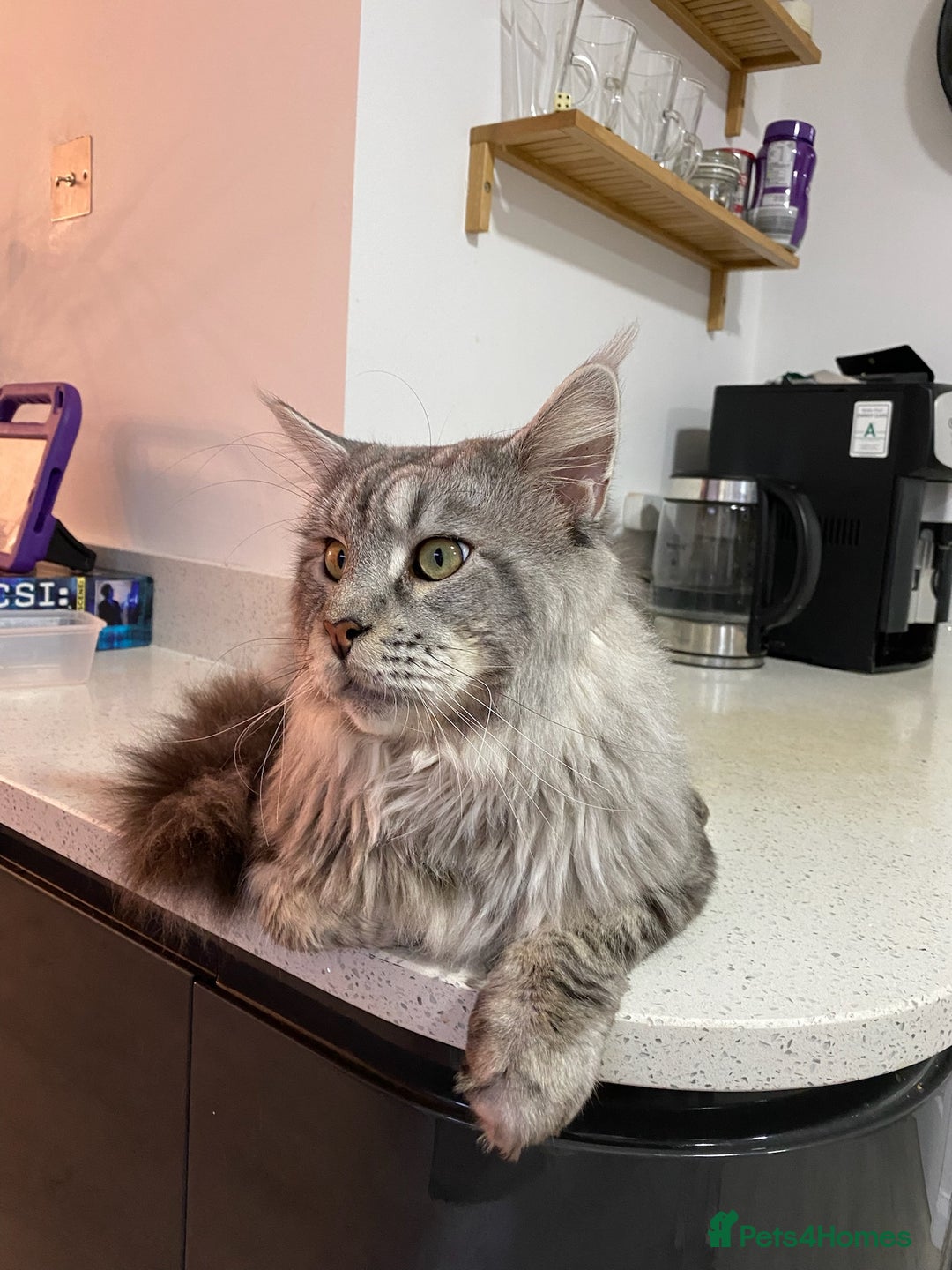 Maine Coon cats for sale: Male Adult Maine Coon - Image 2