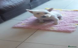 West Highland Terrier dogs for sale: West Highland puppies ready now - Image 7