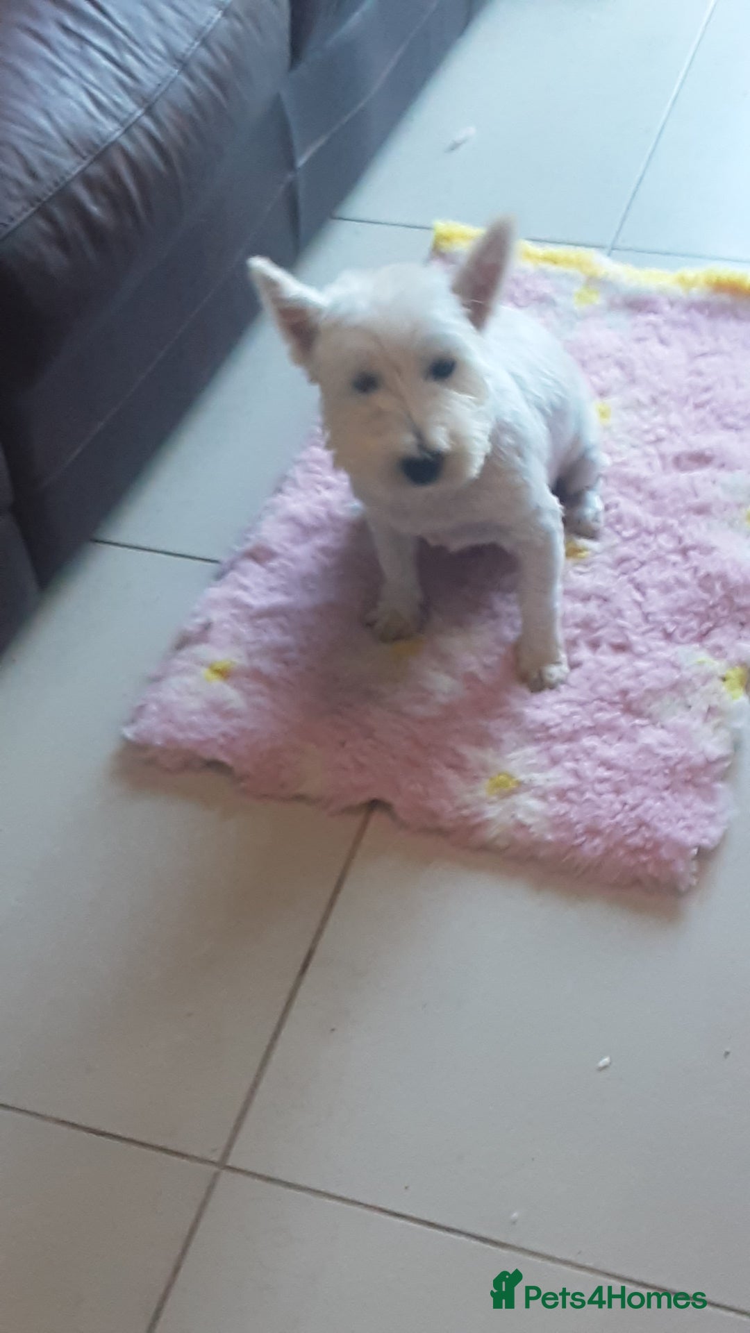 West Highland Terrier dogs for sale: West Highland puppies ready now - Image 7