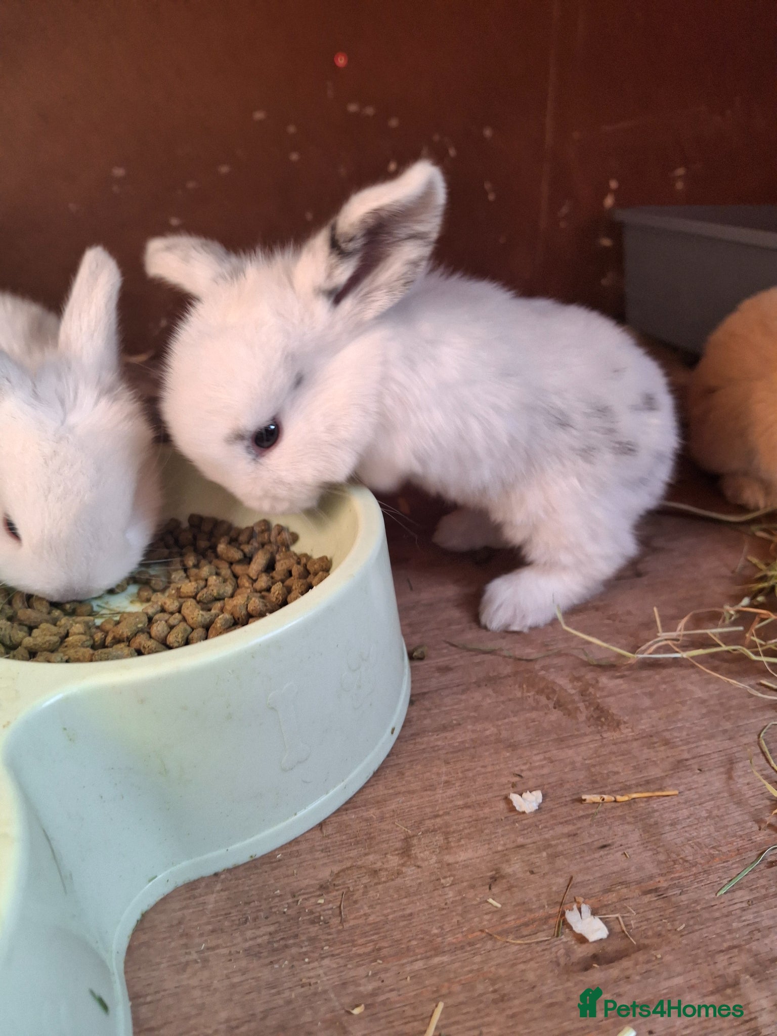Mini Lop rabbits Mini lop baby rabbits  - Advert 1