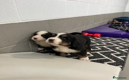 Bernese Mountain Dog dogs for sale: KC Reg Bernese Mountain Dog Puppies - Image 29