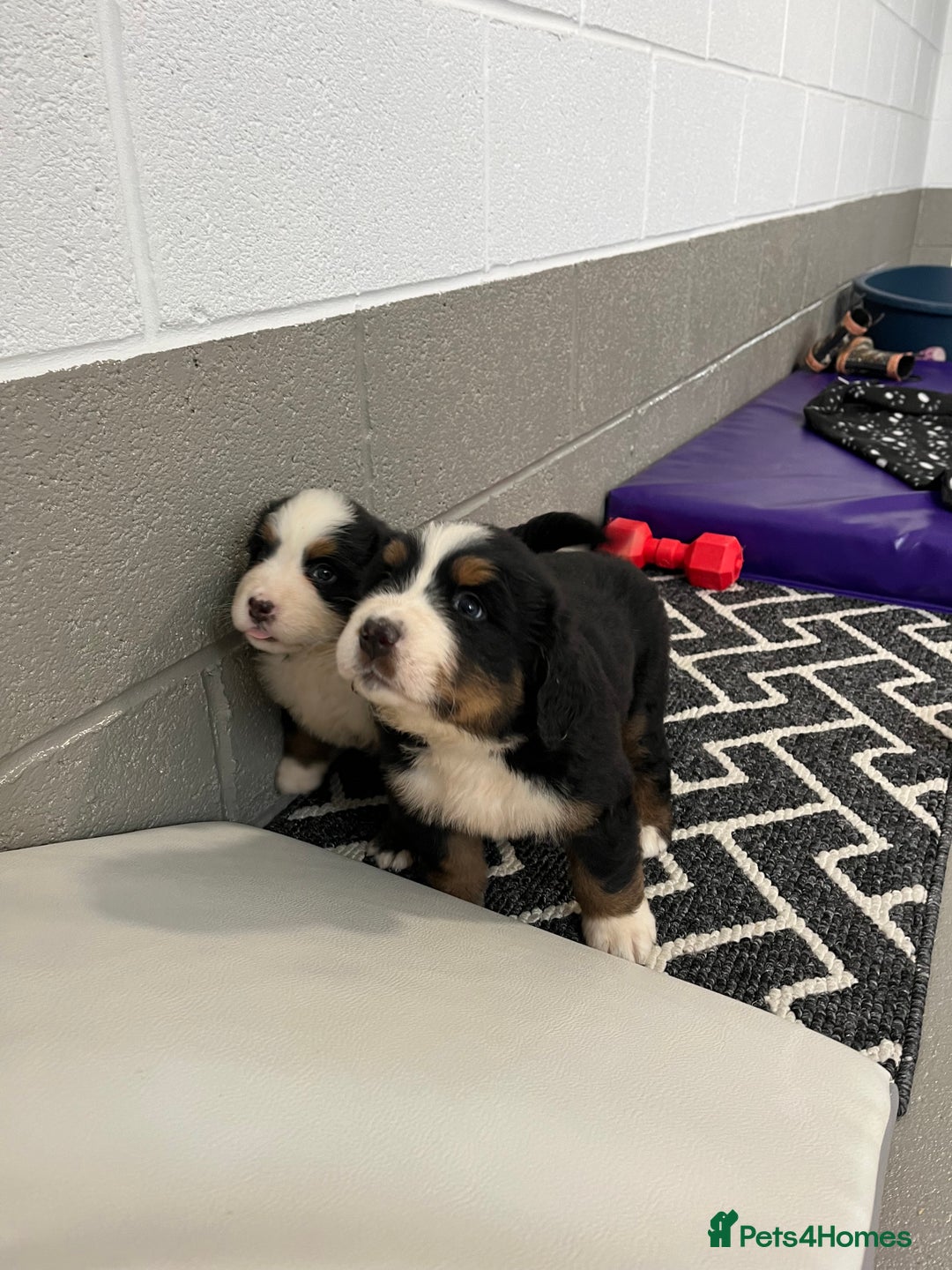 Bernese Mountain Dog dogs for sale: KC Reg Bernese Mountain Dog Puppies - Image 29