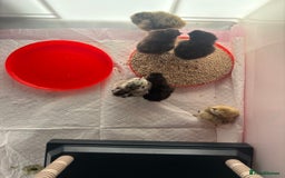 Chickens poultry for sale: USA Silkie Chicks - Image 3