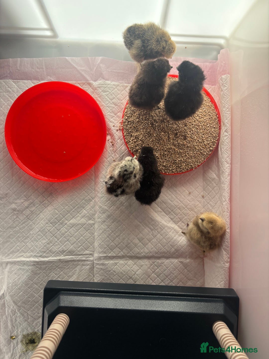 Chickens poultry for sale: USA Silkie Chicks - Image 3