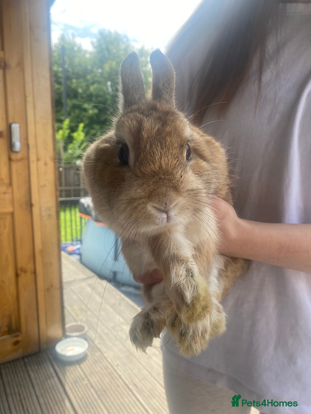 Lionhead rabbits for sale: Baby bunnies - Image 4