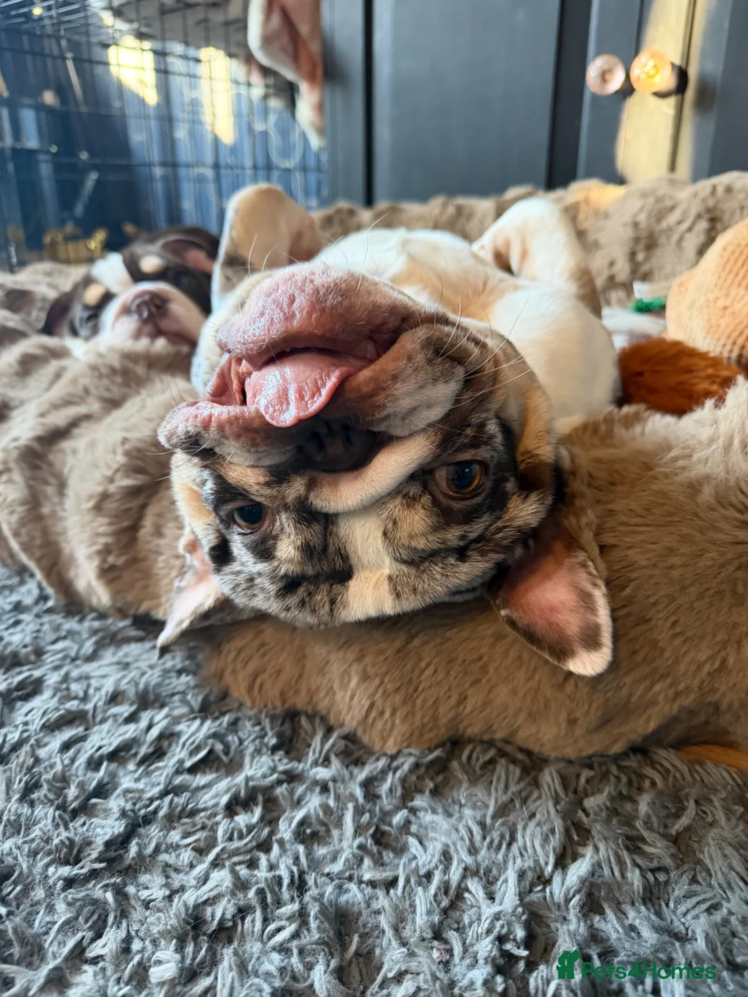 English Bulldog dogs for sale: Beautiful MERLE rare English Bulldog 🌸 - Advert 7