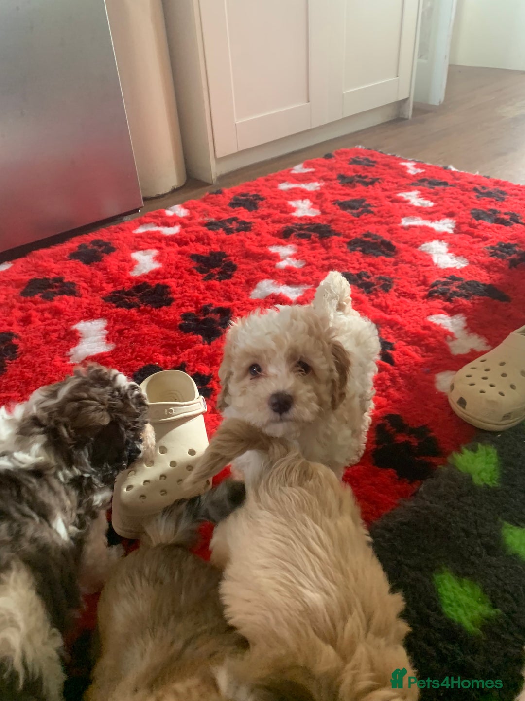 Cavapoo dogs for sale: Beautiful F2 cavapoo girls  - Advert 14