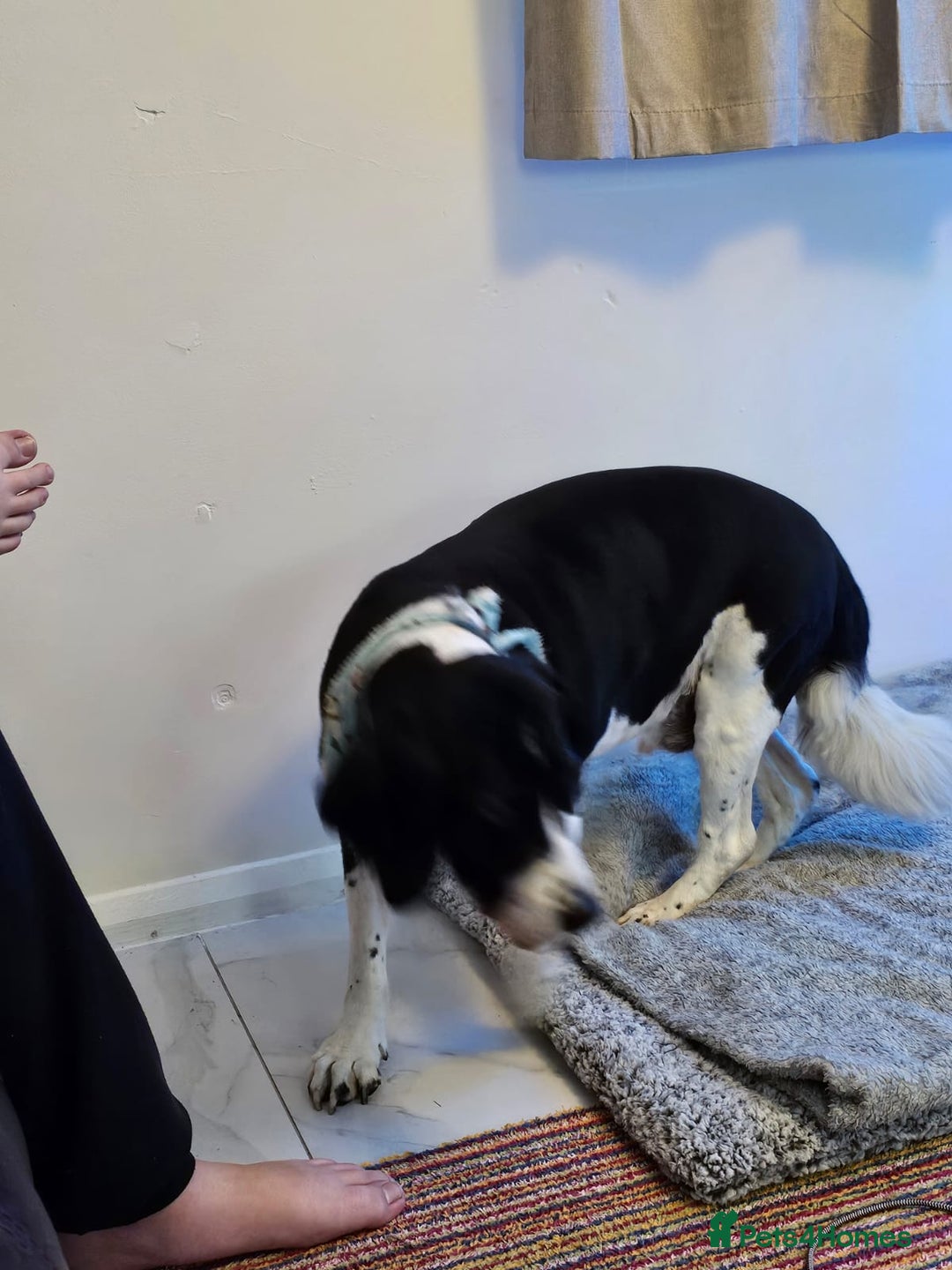 Mixed Breed dogs for adoption: 💙JAKE💙-A GOLDEN BOY WHO DESERVES PEACE, NOT LOSS - Advert 5